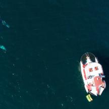 una vista cenital d'un vaixell i una balena a l'oceà