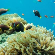a group of fish swimming around a coral reef