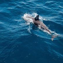 a dolphin is swimming in the water