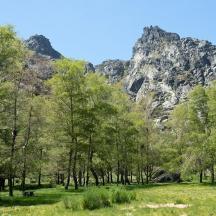 a group of trees in front of a mountain