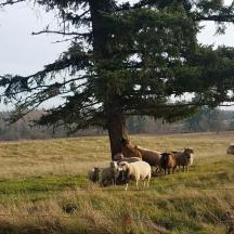 a herd of sheep standing under a tree in a field