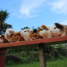 a group of guinea pigs standing on a wooden fence