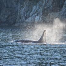 en delfin i vandet med halen oppe