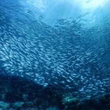 un grande gruppo di pesci che nuotano nell'oceano