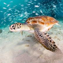 a green sea turtle swimming in the water