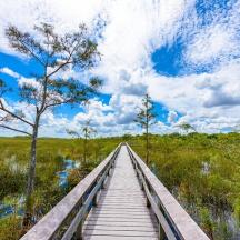 a wooden boardwalk through a marsh under a cloudy sky
