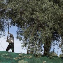 a man with a hose hanging from a tree