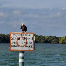 a bird sitting on top of a sign in the water