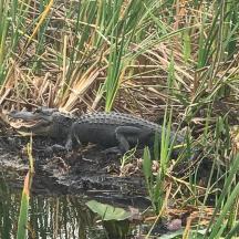a alligator is sitting in the water in the grass