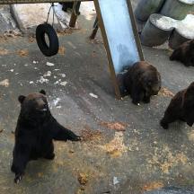 a group of black bears sitting on the ground