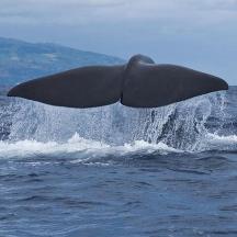 ein Delphin springt aus dem Wasser