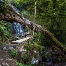 ein Baum, der sich über einen Pfad in der Nähe eines Wasserfalls neigt