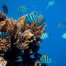 un grup de peixos nedant al voltant d'un escull de corall