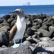ein Vogel, der auf einigen Felsen in der Nähe des Ozeans steht