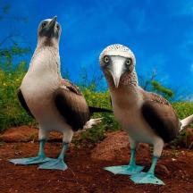 zwei Vögel stehen nebeneinander auf dem Boden