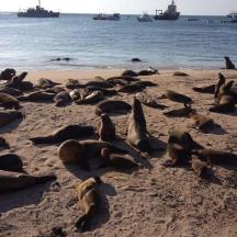 eine Gruppe Robben liegt am Strand