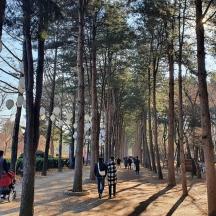 a group of people walking down a tree lined path