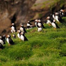 un grup de pingüins drets en un turó cobert d'herba