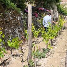 a man walking through a row of plants