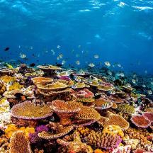 a coral reef with fish in the water