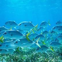 un ramat de peixos blaus nedant a l'oceà