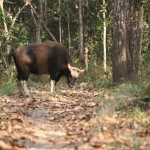 a bull standing in a forest with its head down