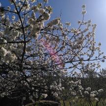 a flowering tree with white flowers on it