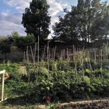 a garden with a bunch of plants in a field