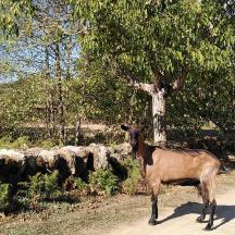 a cow standing on a road next to a tree