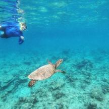 a man and a turtle swimming in the ocean