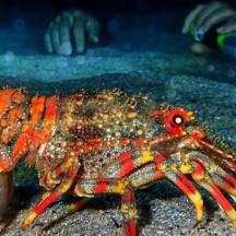 aopus standing on the ground in the water