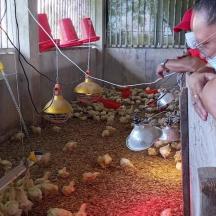 una dona amb mascareta alimentant gallines en un graner