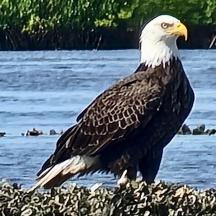 a bald eagle standing on the shore of a body of water