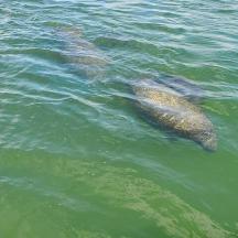 un caiman nedant a l'aigua