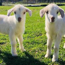 dua ekor kambing putih berdiri di padang rumput