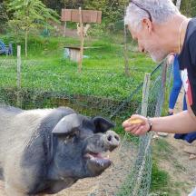 un uomo sta accarezzando un maiale in un recinto