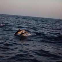 a dolphin in the middle of the ocean