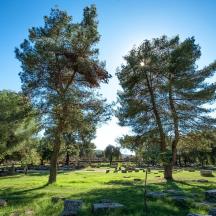 un cimitero con alberi e rocce in un campo