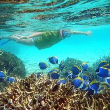 a person swimming over a coral reef with fish