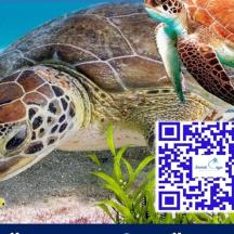 a green sea turtle with a puzzle