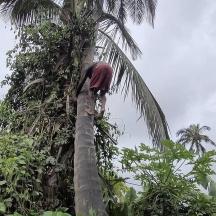 a man is climbing up a palm tree