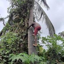 a man climbing a palm tree in the jungle