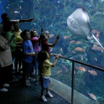 un grup de nens mirant un tauró en un aquari