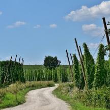 a dirt road in the middle of a vineyard