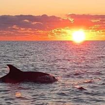 een dolfijn die bij zonsondergang in de oceaan zwemt