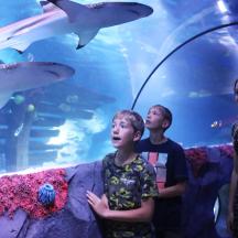 eine Gruppe von Menschen steht vor einem Aquarium