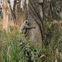 a monkey sitting on the side of a tree