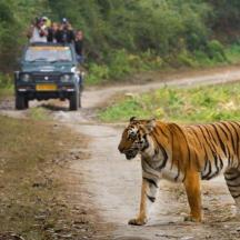 a tiger walking on a dirt road with a truck