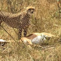 a cheetah and an animal laying in the grass