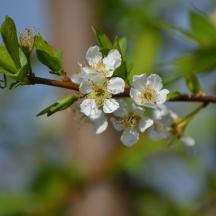 en gren af et blomstrende træ med hvide blomster